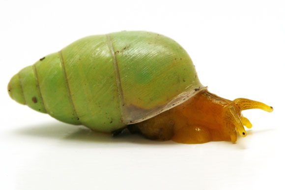 Edentulina sp. Cameroon adult